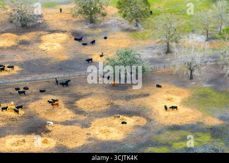 Kuhfutterpartie mit Fleischkühen. Viehhaltung auf dem Bauernhof in den USA. Stockfoto