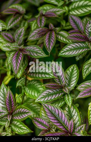 Strobilanthes dyeriana, den Persischen Schild oder Royal purple Anlage. Stockfoto