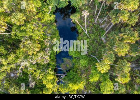 Florida Feuchtgebiete Natur von oben. Dschungel mit Palmen und tropischer Vegetation im Süden der USA. Stockfoto