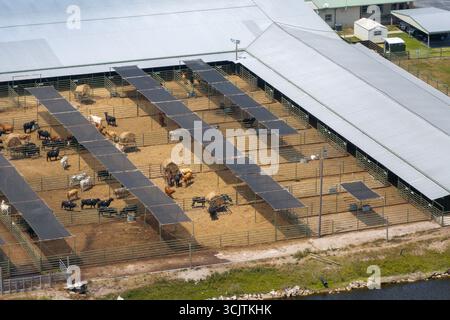 Großer Lagerplatz mit Fleischkühen. Fütterung von Rindern auf Futterplätzen im ländlichen Raum. Stockfoto