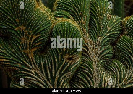 Ein Paradebeispiel für einen seltenen Saguaro-Kaktus mit angrenzenden Saguaros mit normalem Wachstum. Stockfoto