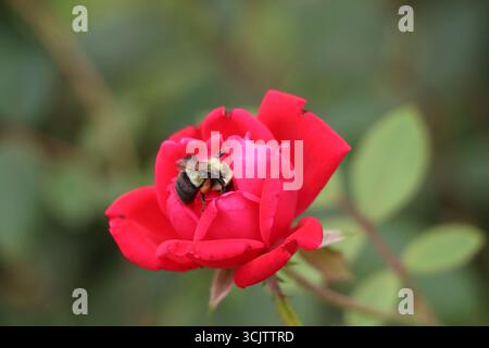 Eine Hummel, die eine rote Rose genießt Stockfoto