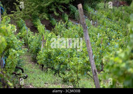 Eine Reihe von Weinreben, die im Sonnenlicht getaucht sind, mit grünen Blättern und unreifen Trauben Stockfoto