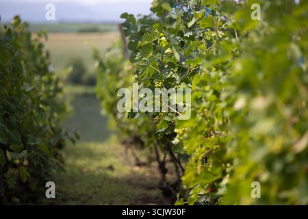 Eine Reihe von Weinreben, die im Sonnenlicht getaucht sind, mit grünen Blättern und unreifen Trauben Stockfoto