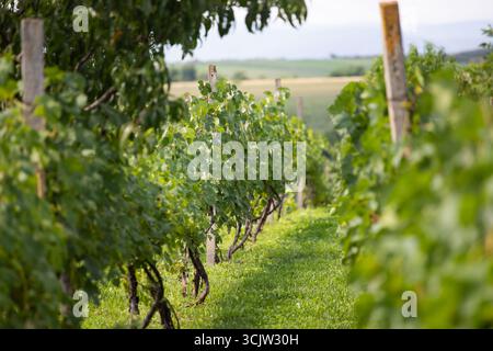Eine Reihe von Weinreben, die im Sonnenlicht getaucht sind, mit grünen Blättern und unreifen Trauben Stockfoto