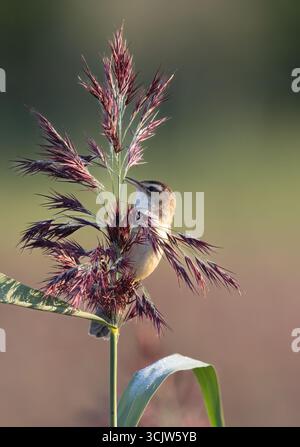 Schilfrohrsänger singen Stockfoto