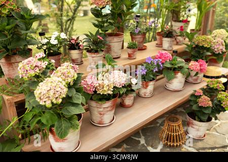 Blumen hortensia im Blumenladen. Gartenblumen für den Verkauf in der Baumschule oder im Holzblumengewächshaus. Grüne Pflanzen, die in Töpfen wachsen Stockfoto