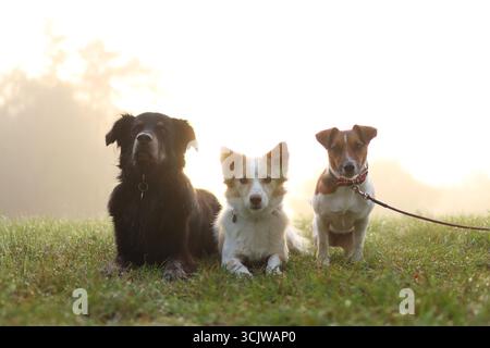 Ein Hundeladen ist bei Sonnenaufgang im Park. Es ist nebelig und die Sonnenstrahlen scheinen durch. Stockfoto