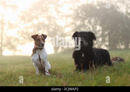 Ein Hundeladen ist bei Sonnenaufgang im Park. Es ist nebelig und die Sonnenstrahlen scheinen durch. Stockfoto