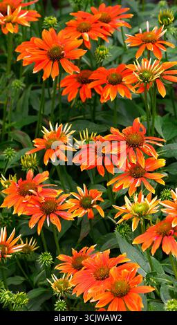 Nahaufnahme der orangebraunen Blüten des krautigen Staudenkoneflors Echinacea sombrero adobe orange. Stockfoto