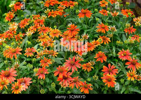 Nahaufnahme der orangebraunen Blüten des krautigen Staudenkoneflors Echinacea sombrero adobe orange. Stockfoto