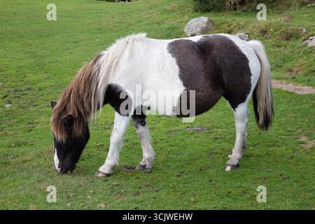 Dartmoor Ponys Dartmoor Stockfoto