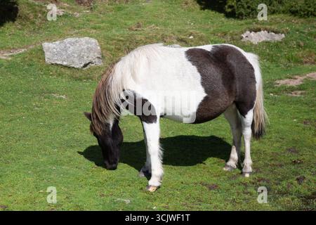 Dartmoor Ponys Dartmoor Stockfoto