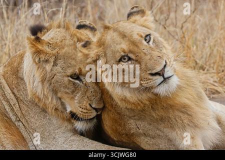Junge männliche Löwenbrüder im Teenageralter liegen zusammen Stockfoto