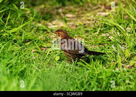 Juvenile Schwarzbarsch (Turdus merula) Art der echten Soor Stockfoto