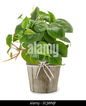 Herzblatt-Philodendron in Vase isoliert auf weißem Hintergrund Stockfoto