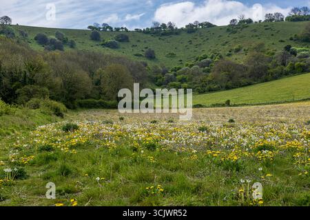 Löwenzahn wächst auf einem Feld in den South Downs Stockfoto
