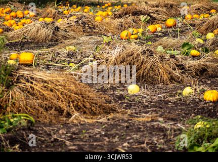 Wähle deinen eigenen Kürbis Patch für Halloween aus Stockfoto
