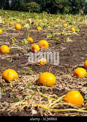 Wähle deinen eigenen Kürbis Patch für Halloween aus Stockfoto