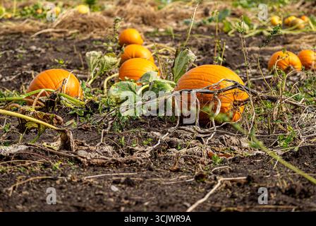 Wähle deinen eigenen Kürbis Patch für Halloween aus Stockfoto