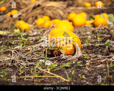 Wähle deinen eigenen Kürbis Patch für Halloween aus Stockfoto