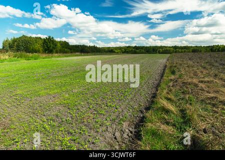 Winterkulturen in der Nähe des Waldes und klaren Himmels, ländliche Landschaft von Ostpolen Stockfoto