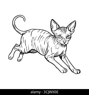 Eine haarlose kanadische Sphynx-Katze wird in einer verspielten Pose dargestellt, die ihre einzigartigen Merkmale und ihren schlanken Körper zeigt. Die Katze hat große Ohren und ist ausdrucksstark Stock Vektor