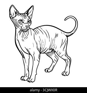 Eine haarlose Sphynx-Katze steht aufrecht und zeigt ihre unverwechselbare faltige Haut und ihre großen Ohren. Die Katze hat einen schlanken Körper und einen verspielten Ausdruck. Stock Vektor