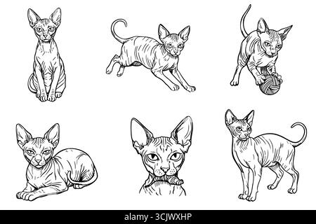 Sechs Skizzen verspielter Sphynx-Katzen in verschiedenen Posen. Die Katzen zeigen besondere Merkmale wie Haarlosigkeit und große Ohren, die ihre verspielte Wirkung zeigen Stock Vektor