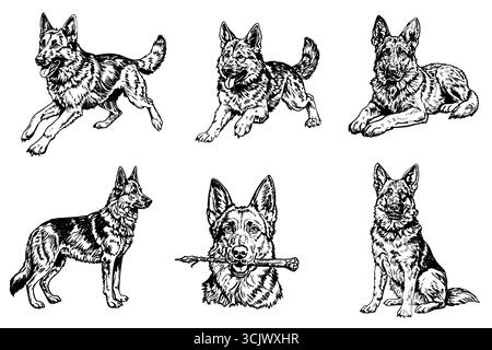 Sechs Illustrationen Deutscher Schäferhunde in verschiedenen Posen. Die Hunde sind in Schwarz-weiß dargestellt und zeigen ihre Besonderheiten und Stock Vektor
