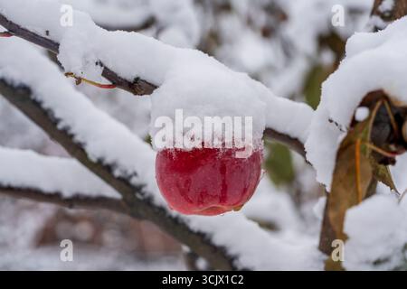 Frischer roter Apfel hängt an einem Ast, der im Spätherbst mit dem ersten Schnee bedeckt ist, Nahaufnahme. Apfelbaum bedeckt mit Schnee im ersten Frost in gard Stockfoto