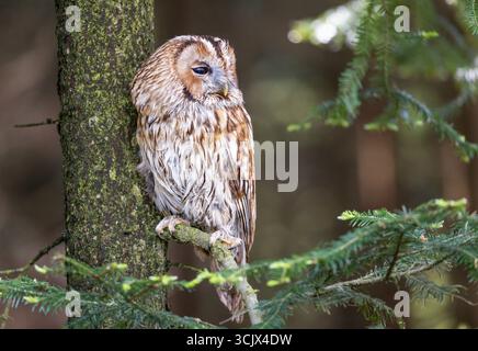Porträt einer Tawny-Eule, die auf einem Ast im Wald sitzt. Horizontal. Stockfoto