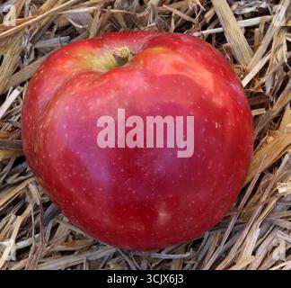 04.09.2025 Sachsen Anhalt Sachsen-Anhalt Halle Saale Apfel Äpfel Obst Obstanbau Früchte Frucht Apfelernte Apfelsorte Sorten McIntosh Rogers *** 04 09 2025 Sachsen Anhalt Sachsen Anhalt Halle Saale Apfel Äpfel Obstbau Obst Apfelernte Apfelsorten McIntosh Rogers Stockfoto