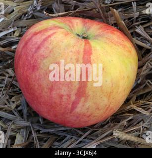 04.09.2025 Sachsen Anhalt Sachsen-Anhalt Halle Saale Apfel Äpfel Obst Obstanbau Früchte Frucht Apfelernte Apfelsorte Sorten Apollo *** 04 09 2025 Sachsen Anhalt Sachsen Halle Saale Apfel Apfel Obstbau Obst Apfelernte Apfelsorte Sorten Apollo Stockfoto