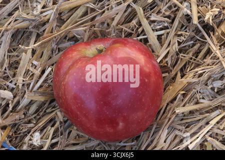 04.09.2025 Sachsen Anhalt Sachsen-Anhalt Halle Saale Apfel Äpfel Obst Obstanbau Früchte Frucht Apfelernte Apfelsorte Sorten McIntosh Rogers *** 04 09 2025 Sachsen Anhalt Sachsen Anhalt Halle Saale Apfel Äpfel Obstbau Obst Apfelernte Apfelsorten McIntosh Rogers Stockfoto