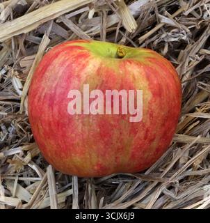 04.09.2025 Sachsen Anhalt Sachsen-Anhalt Halle Saale Apfel Äpfel Obst Obstanbau Früchte Frucht Apfelernte Apfelsorte Sorten Summercrisp *** 04 09 2025 Sachsen Anhalt Sachsen Anhalt Halle Saale Apfel Äpfel Obstbau Obst Apfelernte Apfelsorten Summercrisp Stockfoto