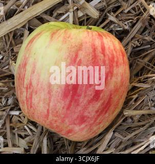04.09.2025 Sachsen Anhalt Sachsen-Anhalt Halle Saale Apfel Äpfel Obst Obstanbau Früchte Frucht Apfelernte Apfelsorte Sorten Delbar Estivale *** 04 09 2025 Sachsen Anhalt Sachsen Anhalt Halle Saale Apfeläpfel Obstbau Apfelernte Apfelsorten Delbar Estivale Stockfoto