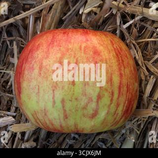 04.09.2025 Sachsen Anhalt Sachsen-Anhalt Halle Saale Apfel Äpfel Obst Obstanbau Früchte Apfelernte Apfelsorte Sorten Roter Gravenstein *** 04 09 2025 Sachsen Anhalt Sachsen Saale Saale Apfel Obstbau Obst Apfelernte Apfelsorten Roter Gravenstein Stockfoto
