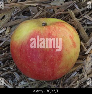 04.09.2025 Sachsen Anhalt Sachsen-Anhalt Halle Saale Apfel Äpfel Obst Obstanbau Früchte Frucht Apfelernte Apfelsorte Sorten Alkmene *** 04 09 2025 Sachsen Anhalt Sachsen Anhalt Halle Saale Apfel Apfel Obstbau Obst Apfelernte Apfelsorte Sorten Alkmene Stockfoto