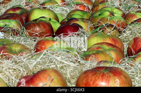 04.09.2025 Sachsen Anhalt Sachsen-Anhalt Halle Saale Apfel Äpfel Obst Obstanbau Früchte Frucht Apfelernte Apfelsorte Sorten Äpfel in Kiste *** 04 09 2025 Sachsen Anhalt Sachsen Anhalt Halle Saale Apfel Äpfel Obstbau Obst Apfelernte Apfelsorten Äpfel in Box Stockfoto