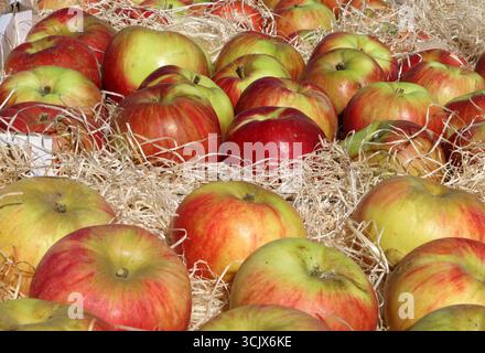 04.09.2025 Sachsen Anhalt Sachsen-Anhalt Halle Saale Apfel Äpfel Obst Obstanbau Früchte Frucht Apfelernte Apfelsorte Sorten Äpfel in Kiste *** 04 09 2025 Sachsen Anhalt Sachsen Anhalt Halle Saale Apfel Äpfel Obstbau Obst Apfelernte Apfelsorten Äpfel in Box Stockfoto