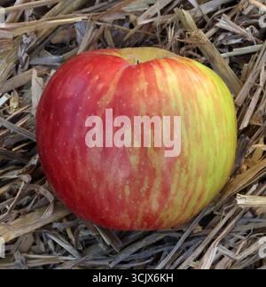 04.09.2025 Sachsen Anhalt Sachsen-Anhalt Halle Saale Apfel Äpfel Obst Obstanbau Früchte Frucht Apfelernte Apfelsorte Sorten schöner aus Herrenhut *** 04 09 2025 Sachsen Anhalt Sachsen Halle Saale Apfel Äpfel Obstbau Obst Apfelernte Apfelsorte Sorten schöner aus Herrenhut Stockfoto