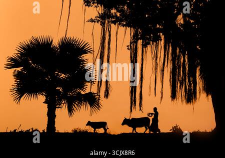 Bogura, Bangladesch - 18. Januar 2017: Der Blick auf eine Silhouettenszene entfaltet sich mit einer einsamen Figur, die Rinder unter den schroffen Schatten der Bäume vor einem goldenen Himmel hütet. Stockfoto