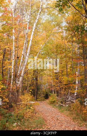 Blick auf einen mit Blättern übersäten Pfad, der sich durch einen Wald schlängelt, der von den goldenen Herbsttönen umgeben ist, eingerahmt von dem schroffen weiß der Birken in den White Mountains. Sugar Hill, New Hampshire, Usa. Stockfoto