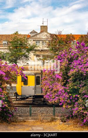 Gelber Pendlerzug, der durch blühende Bougainvillea im Stadtteil Belém, Lissabon, Portugal, fährt Stockfoto