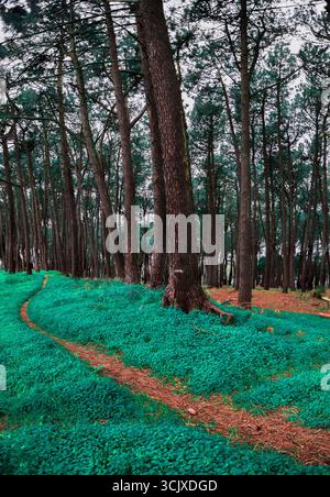 Ein schmaler, rötlich-brauner Feldweg schlängelt sich durch einen Wald aus hohen, geraden Kiefern. Der Boden ist mit einem leuchtenden, fast neongrünen Blau bedeckt Stockfoto