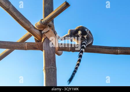 RingschwanzLemur auf Holzkonstruktion im Zoologischen Park Attica in Athen, Griechenland. Stockfoto