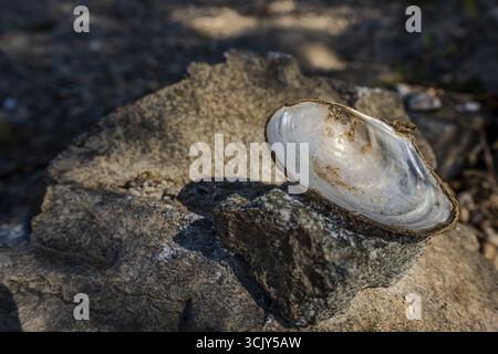 Eine offene Hülle liegt auf einem großen Stein am Ufer der Donau in Niederbayern. Der Hintergrund zeigt Sand und einige Pflanzen, während das Tageslicht leuchtet Stockfoto