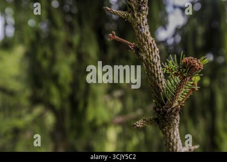 Äste einer Nadelbäume sind im Sonnenlicht deutlich sichtbar. Frische Triebe und ein satter grüner Hintergrund schaffen eine friedliche Atmosphäre in der Natur. Wald-Tre Stockfoto