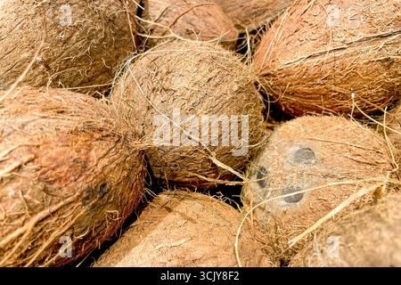 Kokosnüsse im Korb im Lebensmittelgeschäft, Obst und Gemüse werden auf dem Markt verkauft Stockfoto